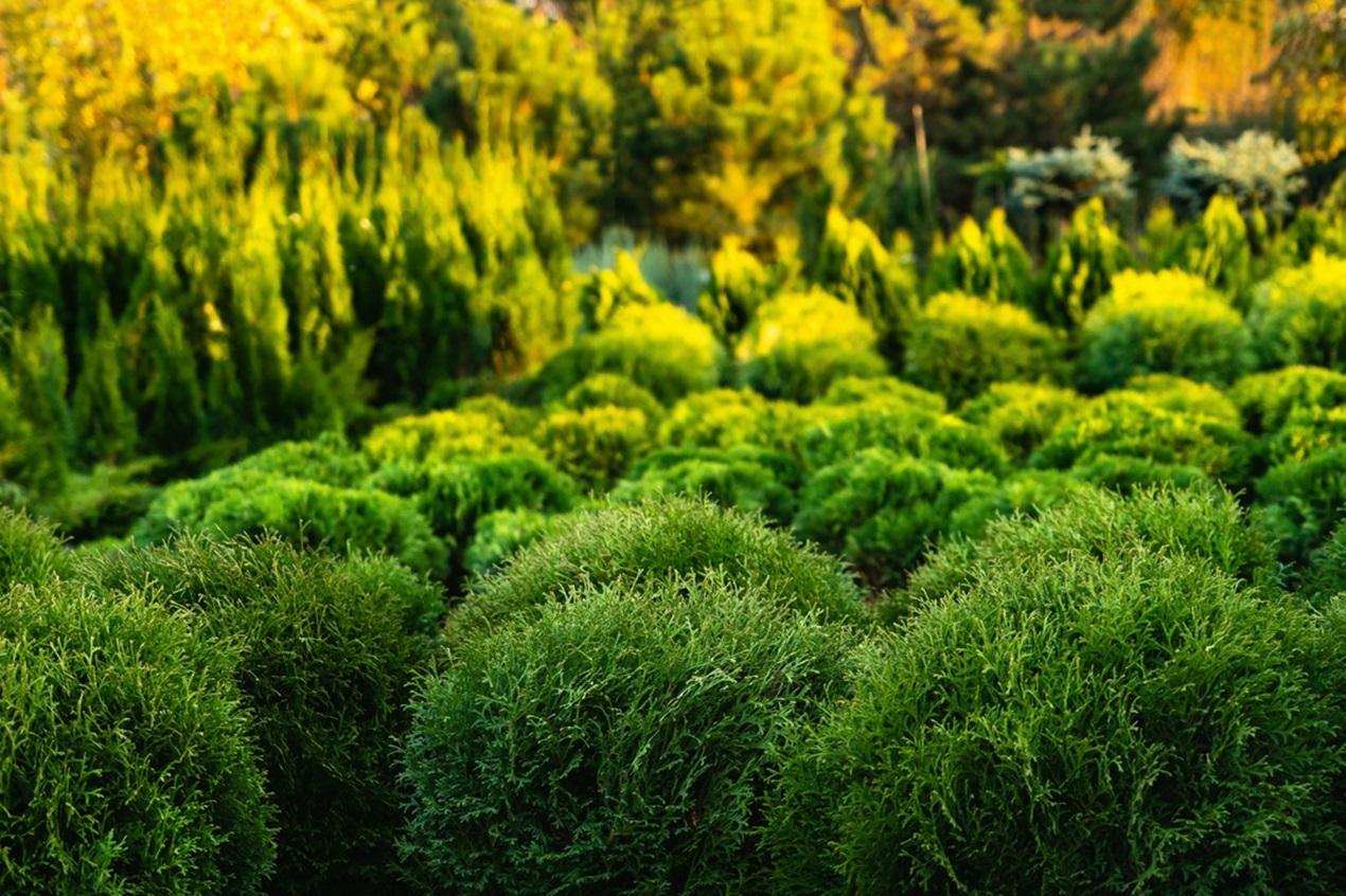 Jakie krzewy ozdobne wybrać do małego ogrodu?